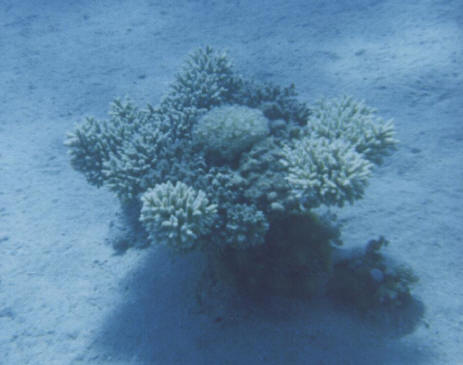 http://www.arkdiscovery.com/images/Coral%20Wheel2.jpg