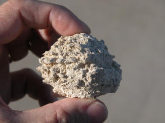 http://www.arkdiscovery.com/gom-brim-crust-sideview.JPG