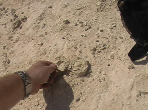 http://www.arkdiscovery.com/sg-still-brimopenlid.jpg
